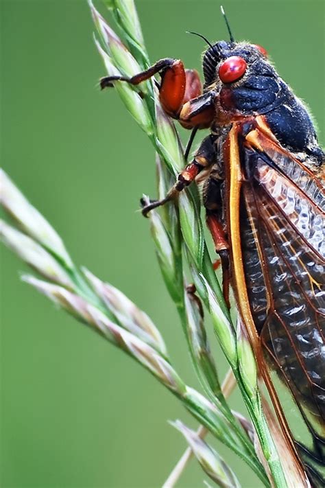 Cicadas Anatomy