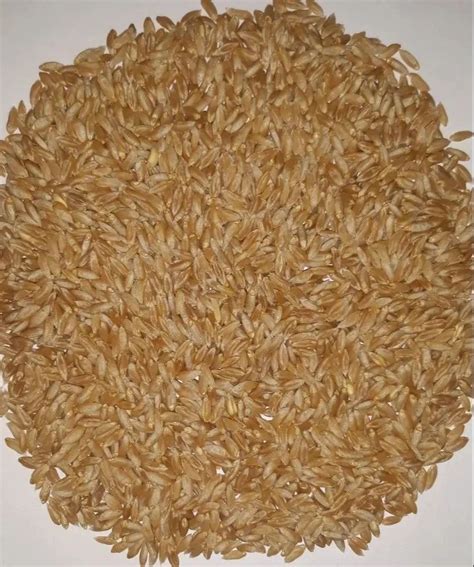 25 Kg Golden Sharbati Wheat Grain At Rs 120 Kg In Gonda ID 2851243136388