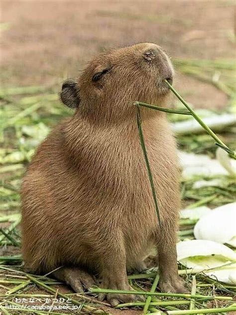 Capybara: A Fascinating Human Size Comparison - Baby Capybara