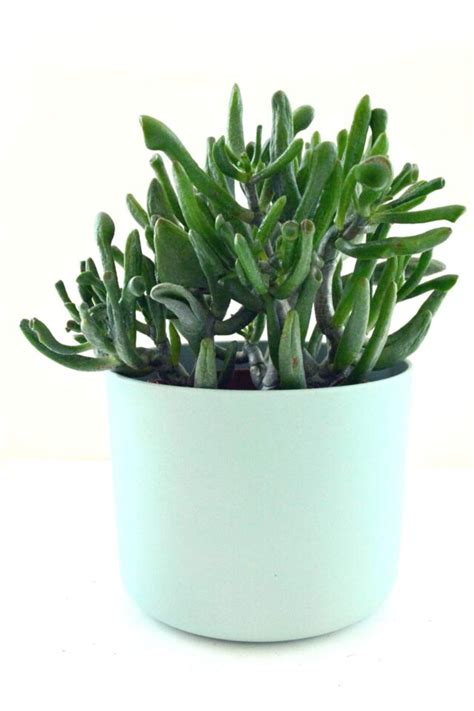 Indoor Crassula Gollum Jade Succulent Care Guide Grow A Shrek Plant