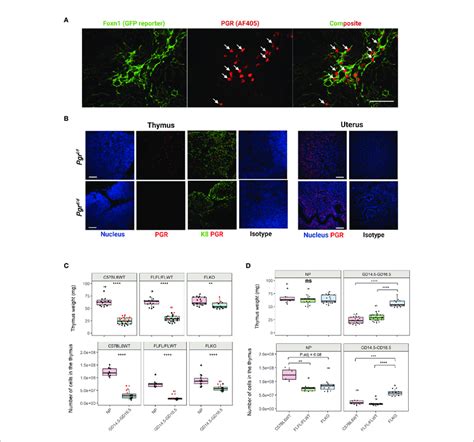 Conditional Deletion Of Pgr Gene From The Foxn1 Thymic Epithelial