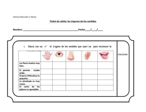 Ticket De Salida Los Rganos De Los Sentidos Profe Social