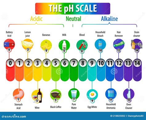 Acids Bases And Salts Infographic Diagram Cartoon Vector