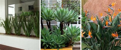 Tipos de Plantas para Fachada Bônus de 31 Espécies