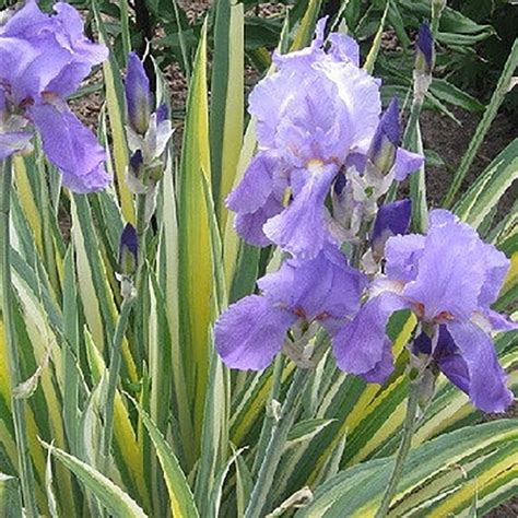 Iris Pallida Variegata