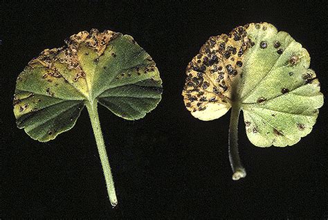 Bacterial Leaf Spot Geranium Plantsdb