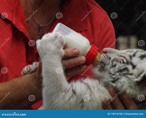 Cute White Tiger feeding stock photo. Image of close - 118716720