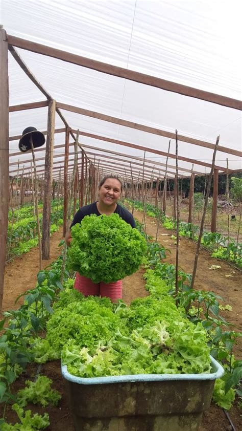 HORTA BELA AGRICULTURA FAMILIAR DE HORTALIÇAS