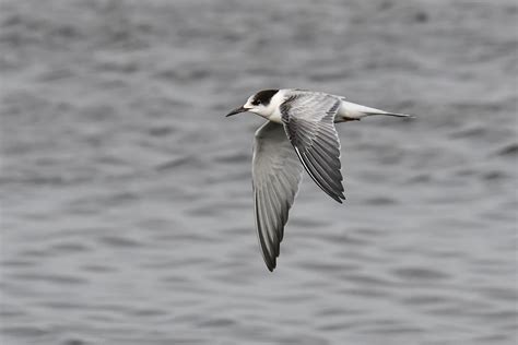 Common Tern | Audubon Field Guide