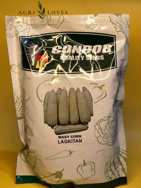 Lagkitan Waxy Corn Seeds 1 Kg Condor Lazada PH