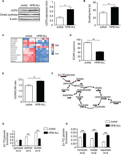 Frontiers UCP2 Silencing Restrains Leukemia Cell Proliferation