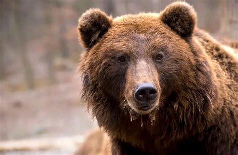 Brown Bear Description Habitat Image Diet And Interesting Facts