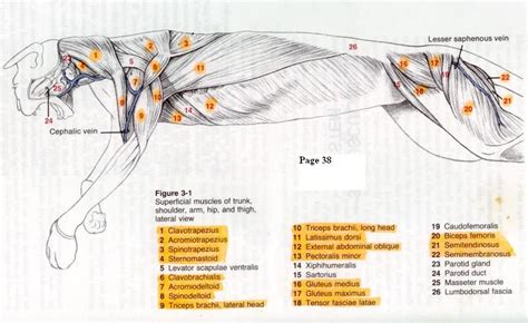 Cat anatomy, Anatomy, Cat essentials