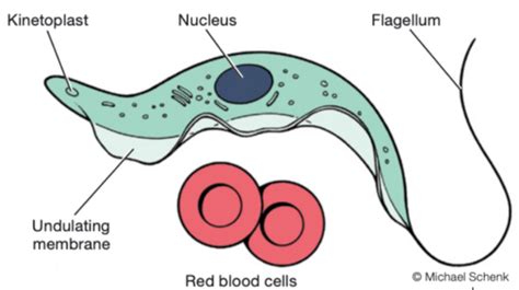 Protozoa Trypanosomes Leishmania Flashcards Quizlet