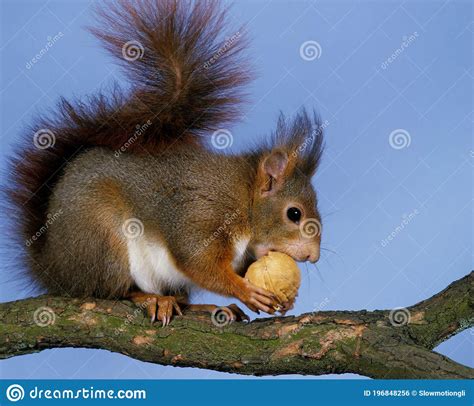 Red Squirrel Sciurus Vulgaris Male Standing On Branch Eating Nut