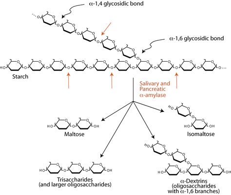 CARBOHYDRATE METABOLISM : DIGESTION / ABSORPTION / TRANSPORT