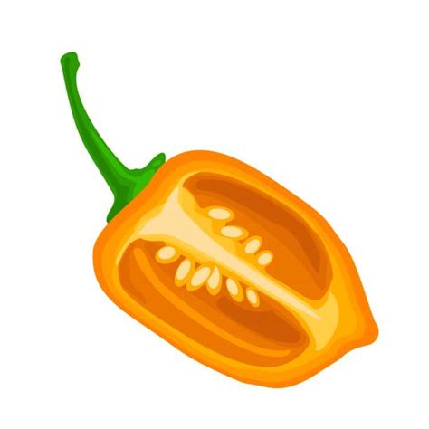 Habanero Pepper Illustrations Royalty Free Vector Graphics And Clip Art