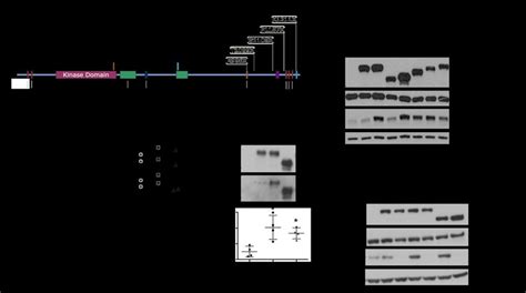 Effect Of C Terminal Deletions On Wnk Kinase Activity A Schematic