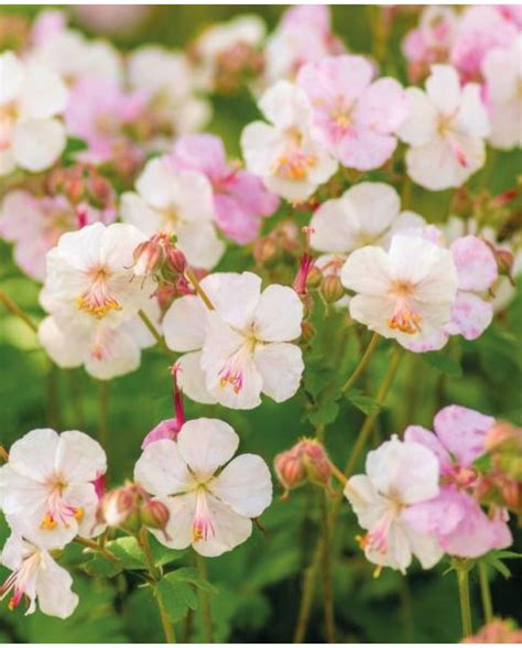 Buy Rare Unusual Exciting Plants Hayloft Geranium St Ola