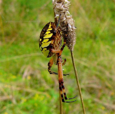 Black And Yellow Argiope Spider Project Noah