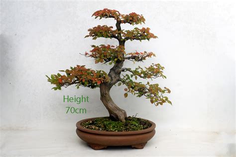 Korean Hornbeam Bonsai Tree Number 60y All Things Bonsai