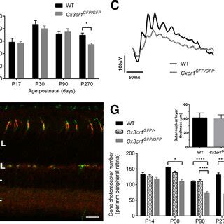 Loss Of Microglial Cx3cr1 Signaling Causes A Cone Photoreceptor Loss