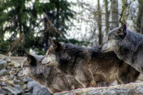 Hannover Zoo GERMANY Photograph by Paul James Bannerman - Fine Art America