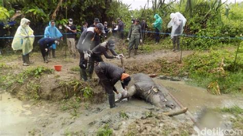 Badak Manggala Ditemukan Mati Di Tn Ujung Kulon Genpi Co