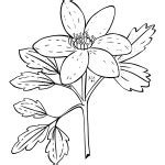 petals flower outline illustration  svg