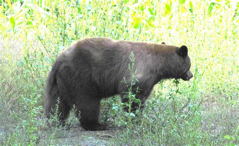 Pearls In A Nutshell A Long Tailed Black Bear