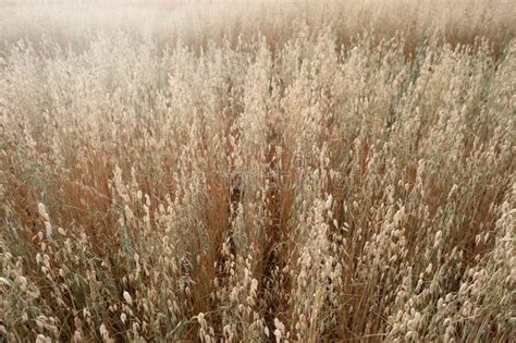 Plantaciones De Arroz De Avena En El Fondo De La Naturaleza Imagen De