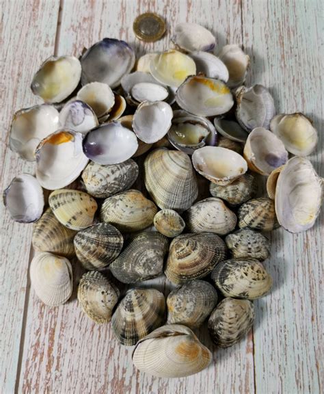 15x Warty Venus Clam Shells Seashell For Art Seashell For Crafts