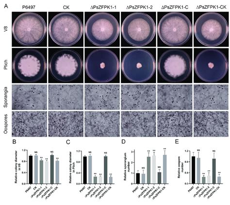 Phenotypic Analysis Of PsZFPK1 Gene Knockout And Complementation