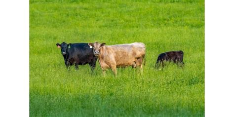 Ky Grazing Conference To Focus On Sustainable Intensification Of