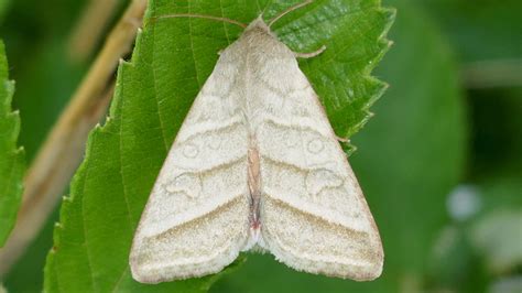 Male Moth Aphrodisiac Revealed