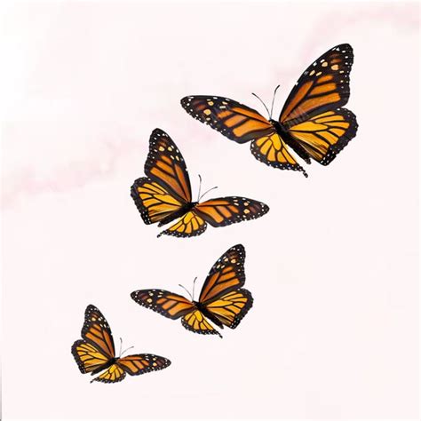 Monarch Butterflies Png Clipart