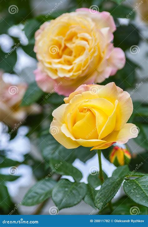 Yellow Wild Rose in the Garden Stock Photo - Image of common, biology ...