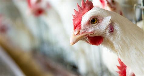 Time For Africa Modern Poultry Industry Is Taking Shape In Africa