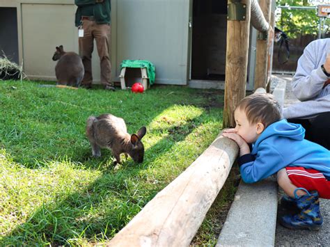 John Ball Zoo 2023: Best Animals, Events & Attractions at the Grand Rapids Zoo - grkids.com