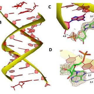 Crystal structure of RNA/AMP complex. (A) Diagram and designed duplex ...