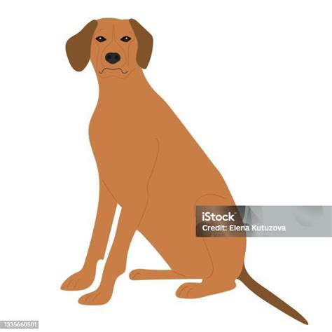 rhodesian ridgeback anjing pemburu ras diisolasi  latar belakang