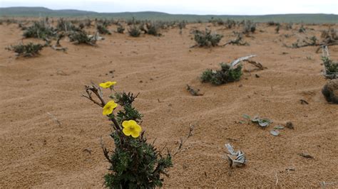 Shrub Steppe Wallpapers - Wallpaper Cave