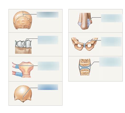 Structural Classification Of Joints Diagram Quizlet