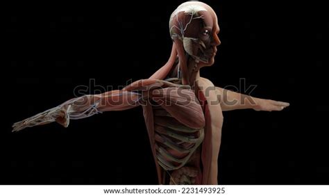 3d Illustration Human Anatomy Muscles Organs Stock Illustration ...