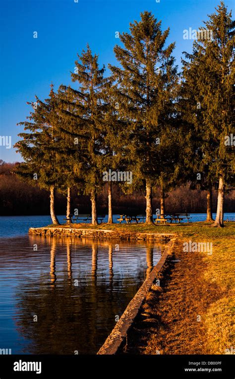 Pine Trees Along Pinchot Lake In Ford Pinchot State Park In York