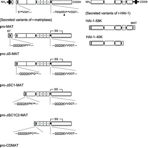 Schematic Illustration Of The Structure Of Rat Matriptase And Rat Hai