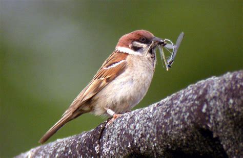 Tree Sparrow | BirdForum