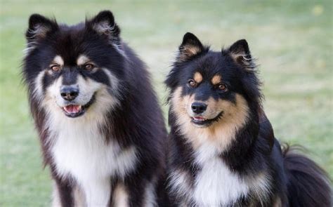 Finnish Lapphund Temperament and Personality - Child Friendly and Non ...