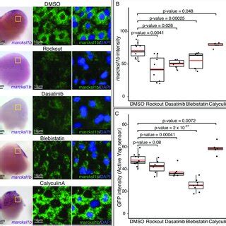 Yap Activity Response To Intracellular Tension Alterations A ISH