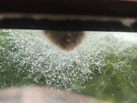 Spiders Eggs Vs My Sisters Bedroom Window Rnatureismetal